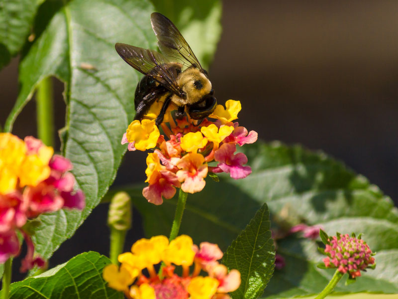 polinizador de abejas lantana