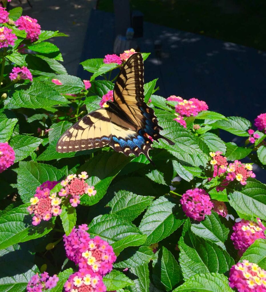 lantana-eastern-tiger-swallowtail-pollinator