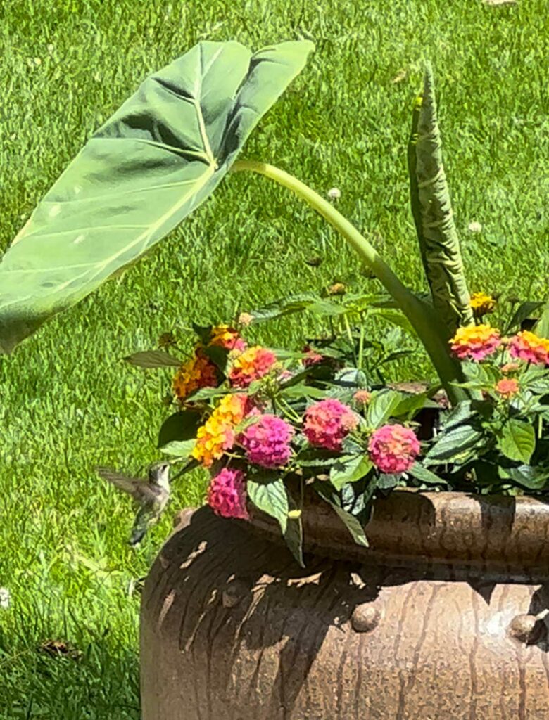 lantana-hummingbird-pollinator