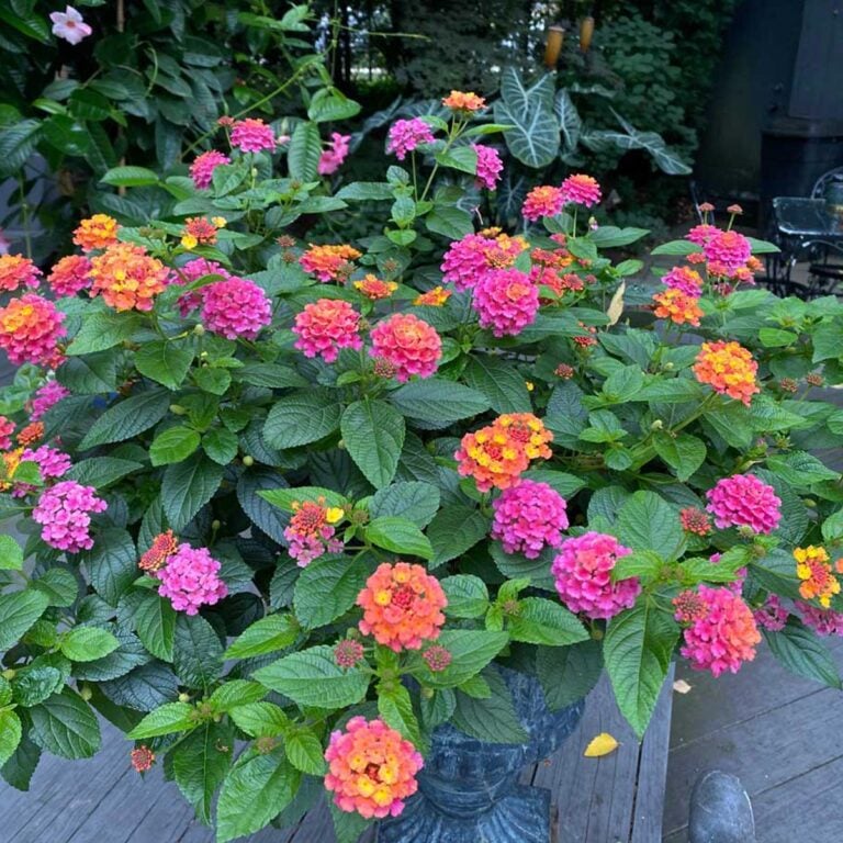 How to Grow Lantana in Pots: Ultimate Care Guide