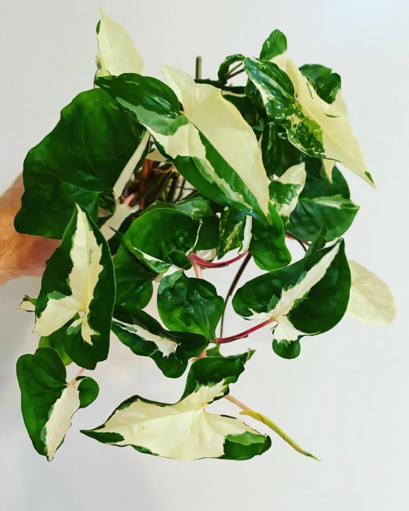 propagate-syngonium-albo-variegated