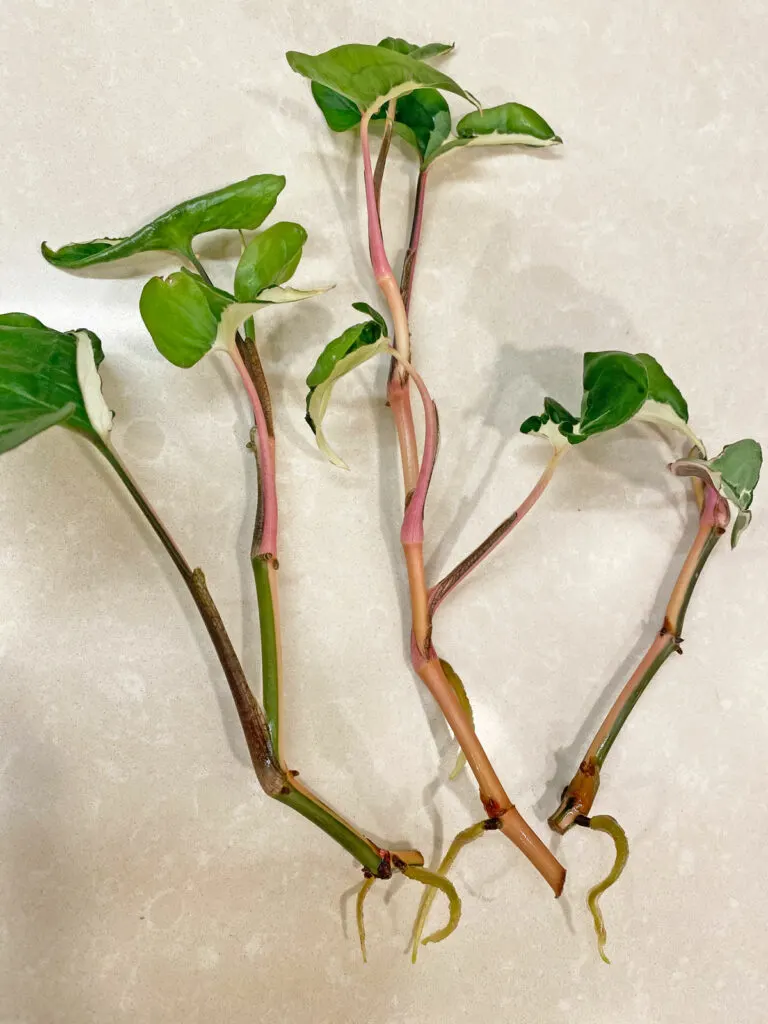 propagate-syngonium-albo-variegated