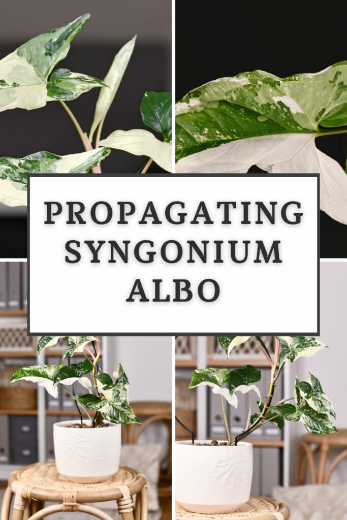 propagate-syngonium-albo-variegated