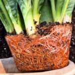 How to Repot a Snake Plant: 5 Important Tips to Know repot-snake-plant-1200x1200