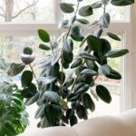 Best Soil for Rubber Plant: 3 Amazing Choices to Use soil-rubber-plant-1200x1200
