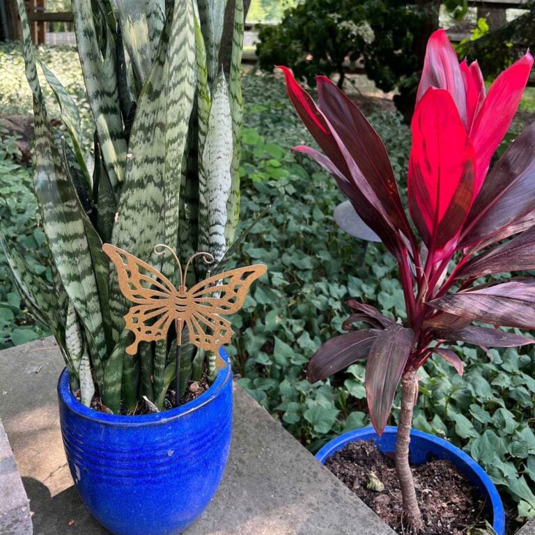 Best Soil for Snake Plants: 3 Amazing Types to Use