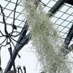 Spanish Moss Air Plant Care: 3 Tips to Growing Inside spanish-moss-1200x1200