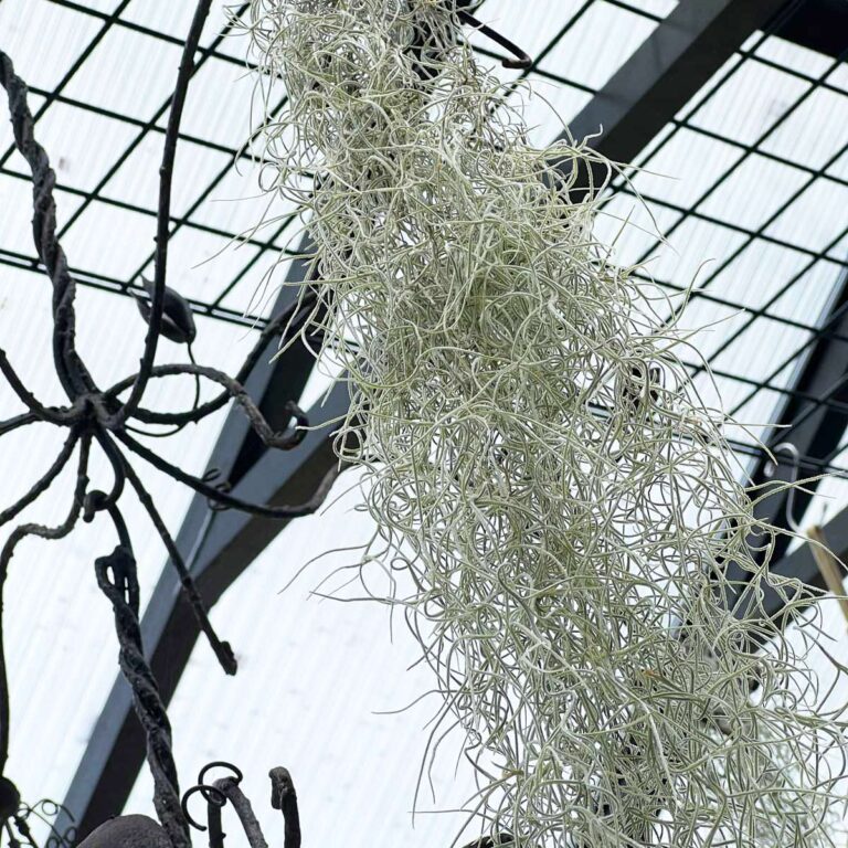 Spanish Moss Air Plant Care: 3 Tips to Growing Inside