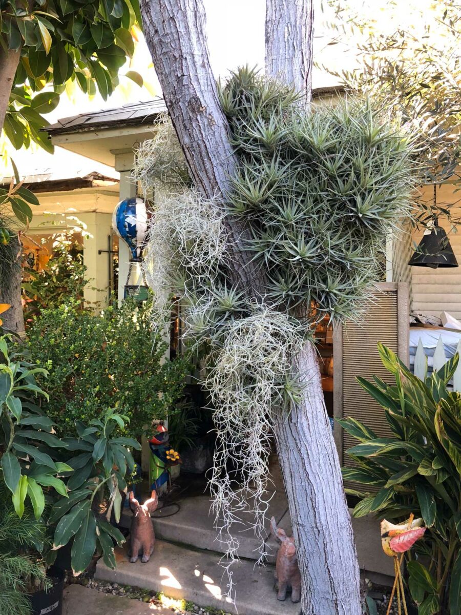 Spanish Moss Air Plant Care 3 Tips to Growing Inside