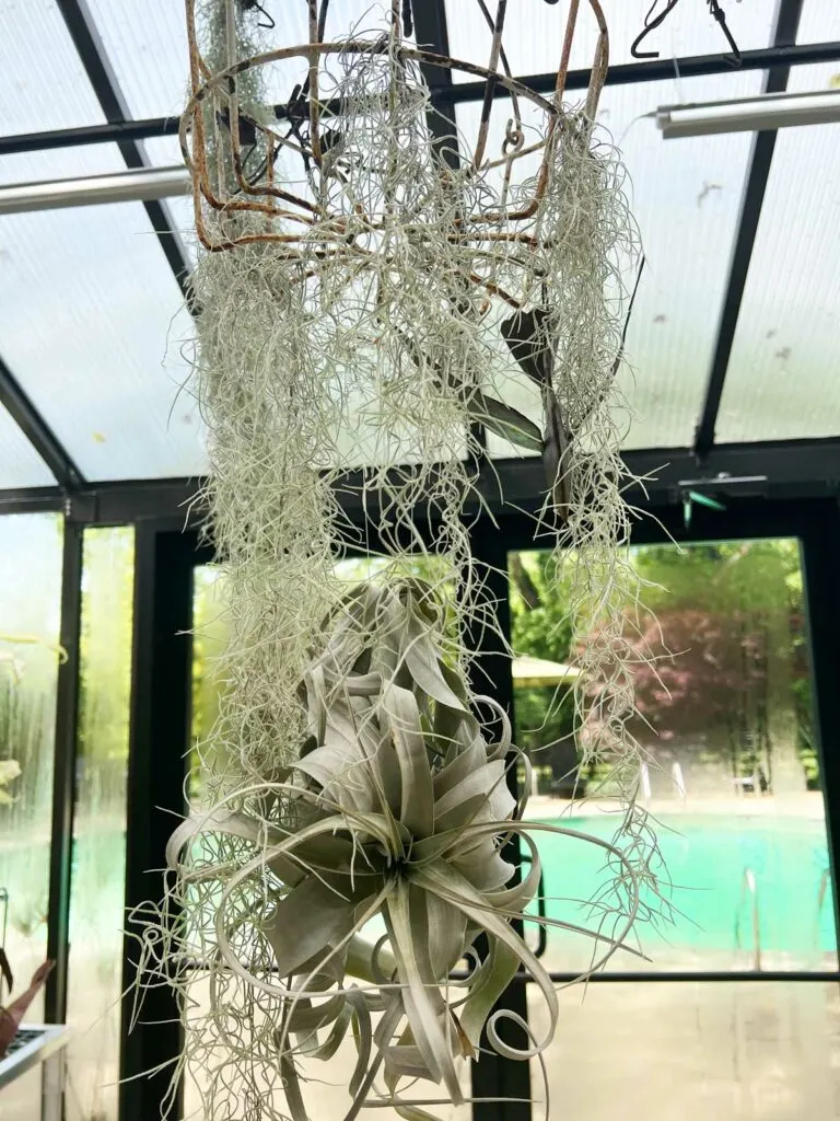 El Mejor Spanish Moss Air Plant