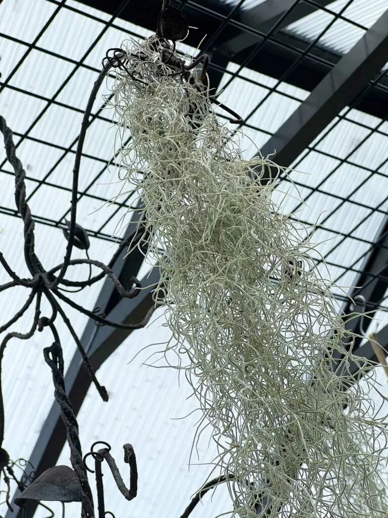 Spanish Moss Plant Care: Water, Light, Nutrients