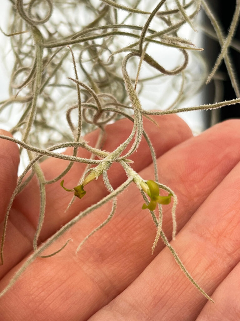 Got this spanish moss as a gift. Any ideas on how to care for it? :  r/airplants