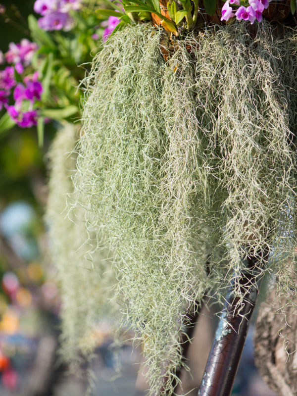 I got this monster clump of Spanish moss for my birthday. Tips on