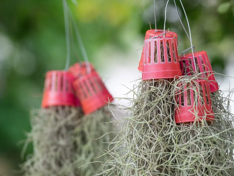 I got this monster clump of Spanish moss for my birthday. Tips on keeping  Snuffy healthy?! (I have other air plants but the light here is from a  south window if that