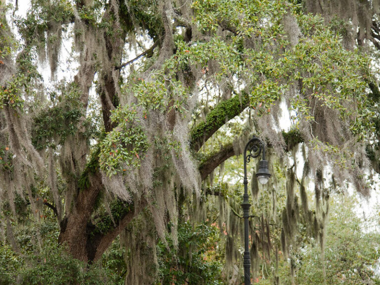 Spanish Moss Air Plant Care 3 Tips to Growing Inside