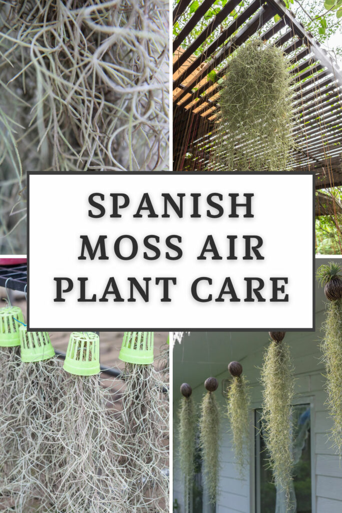 Cuidado de plantas de aire de musgo español