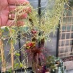 Spanish Moss Air Plant Care: 3 Tips to Growing Inside spanish-moss-air-plant-care