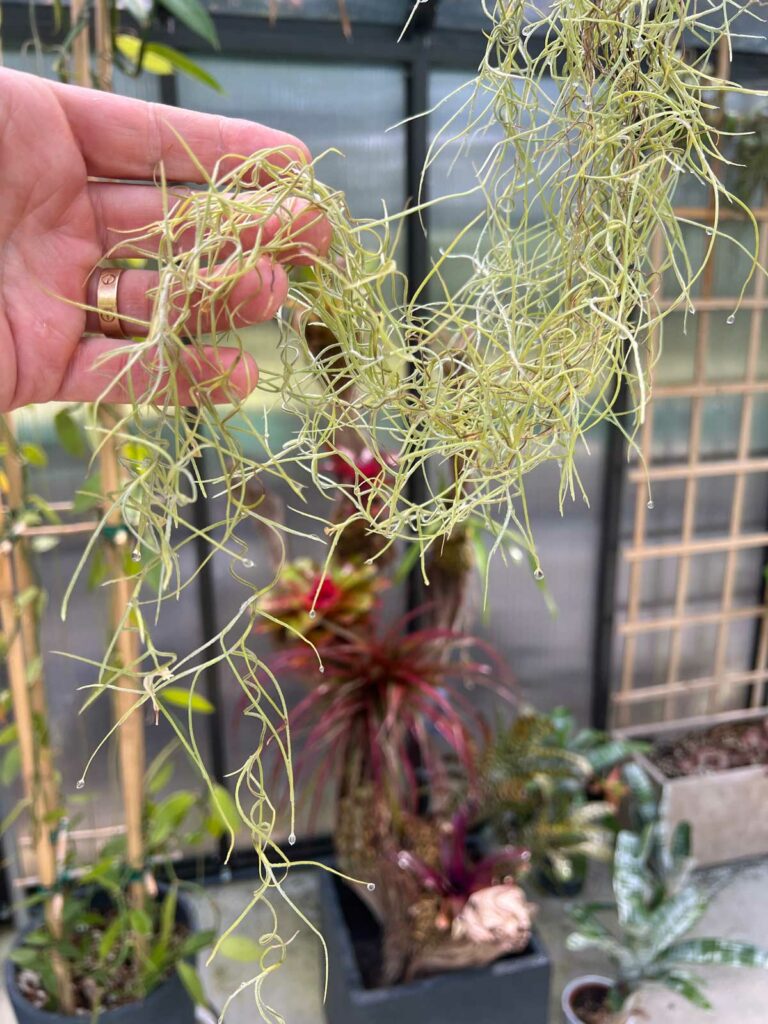 Spanish Moss 'air Plant