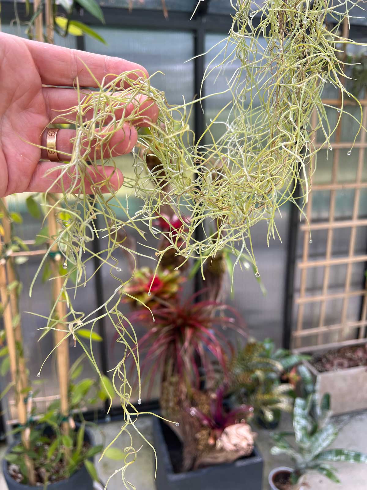 Dripping in that Spanish Moss ❤️ : r/houseplants