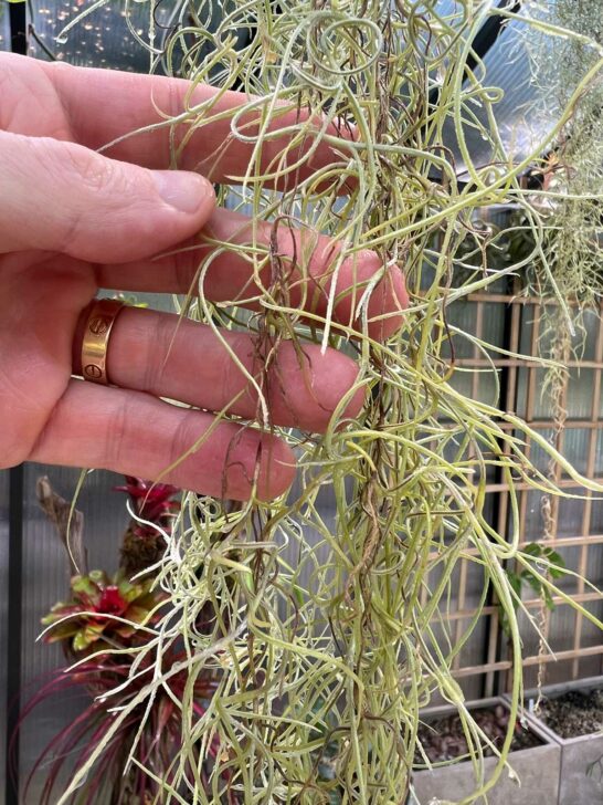 Spanish Moss Air Plant Care 3 Tips to Growing Inside