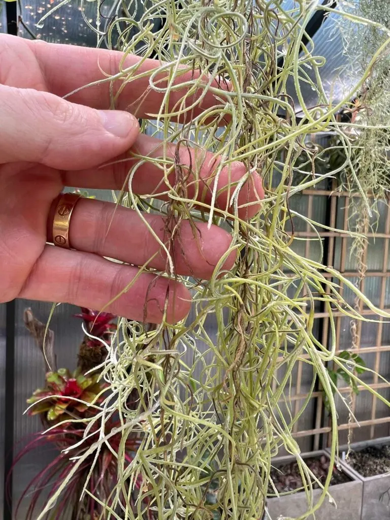 Live Spanish Moss, Tillandsia usneoides, Air Plant