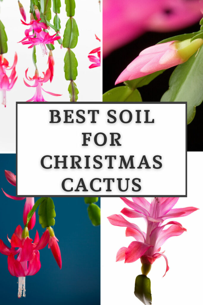 La mejor tierra para cactus navideños