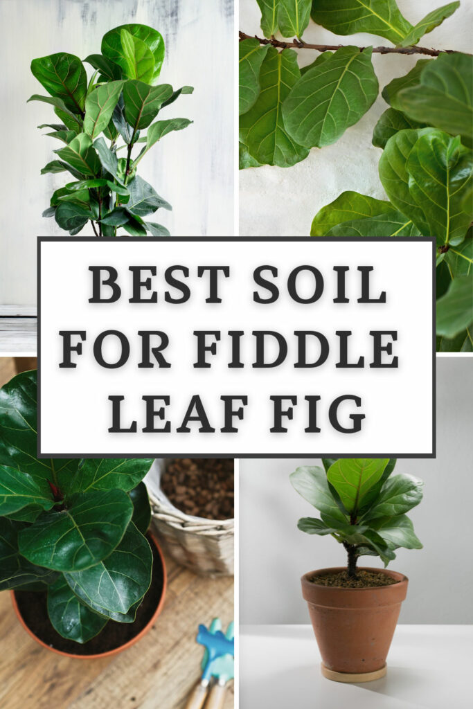 best-soil-for-fiddle-leaf-fig