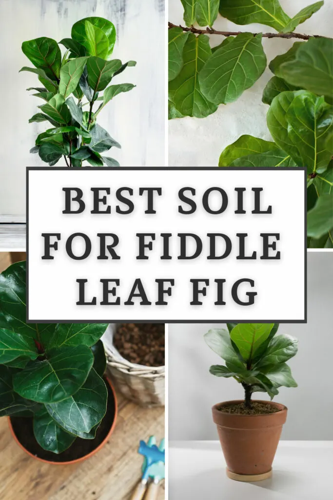best-soil-for-fiddle-leaf-fig