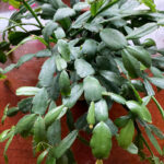 How Often Do You Water a Christmas Cactus? 1 Simple Truth christmas-cactus-watering-1200x1200