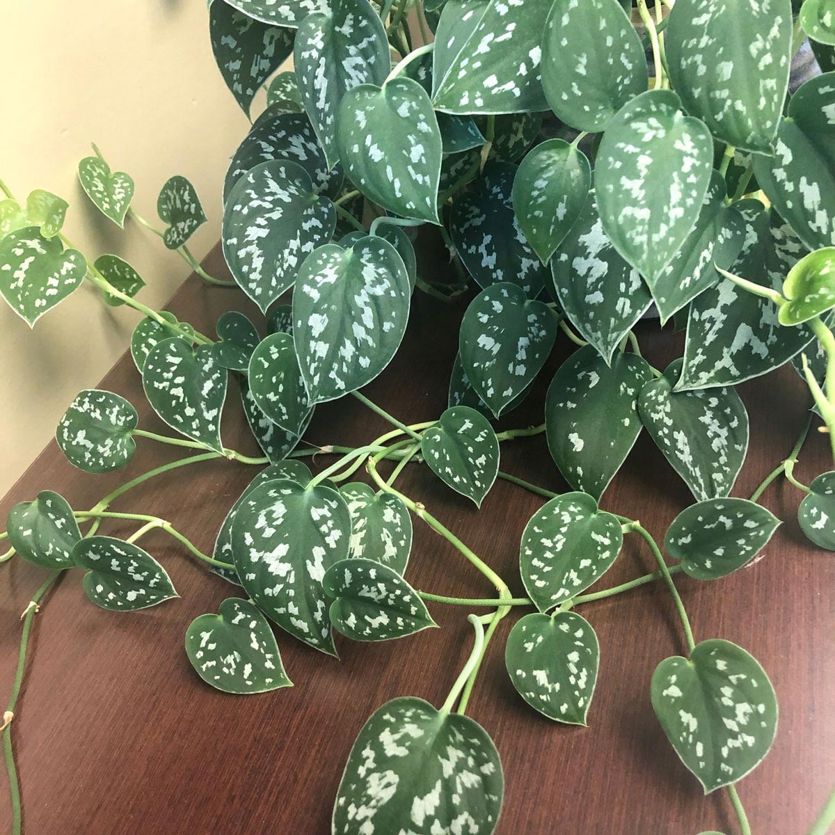 30 Amazing Houseplants for East Facing Windows