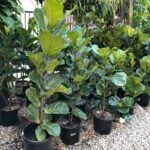 Best Soil for Fiddle Leaf Fig: 3 Top Blends to Use fiddle-leaf-soil-1200x1200