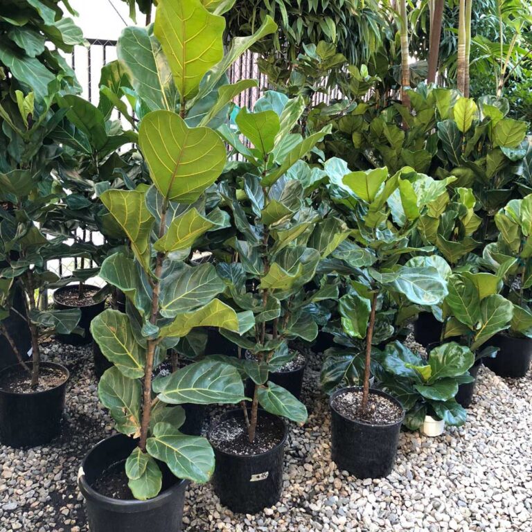 Best Soil for Fiddle Leaf Fig: 3 Top Blends to Use