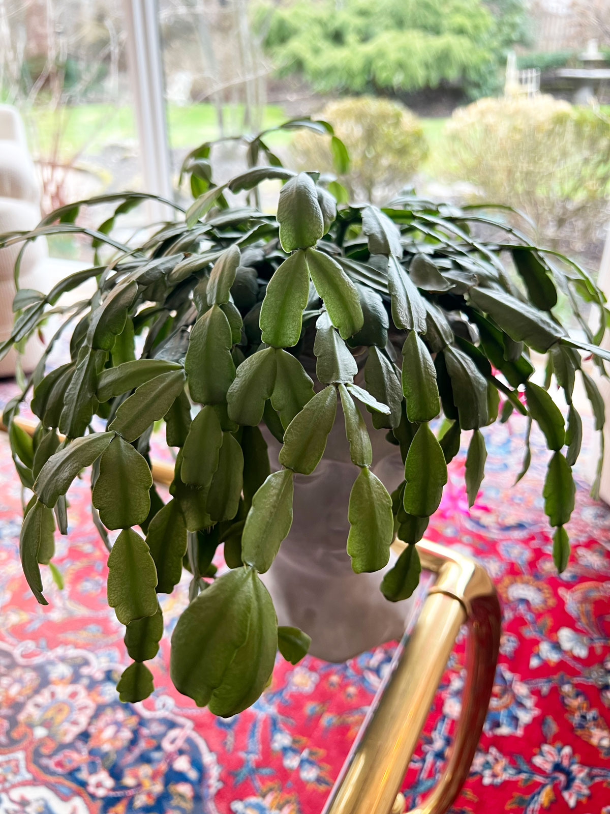 Why Did My Christmas Cactus Leaves Turn Purple – How to Fix(6 Reasons)  