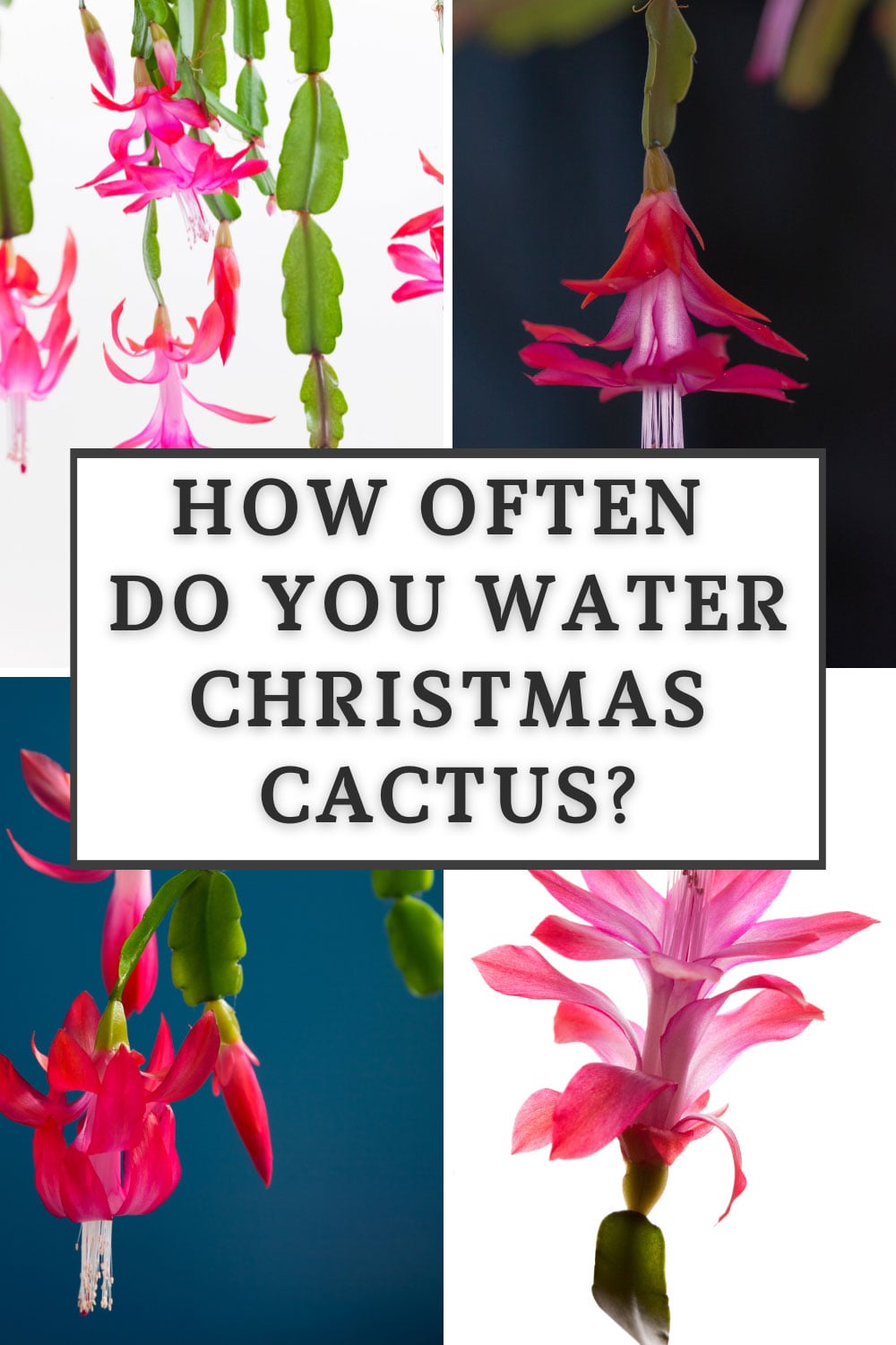 How Often Do You Water A Christmas Cactus 1 Simple Truth