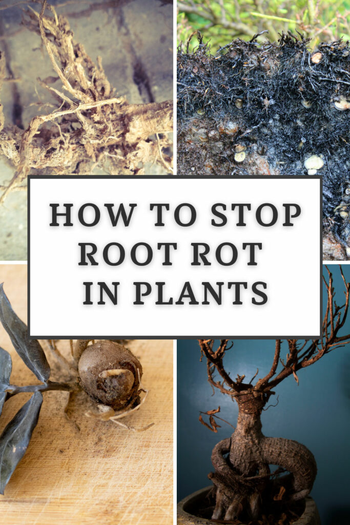Cómo detener la pudrición de la raíz en las plantas