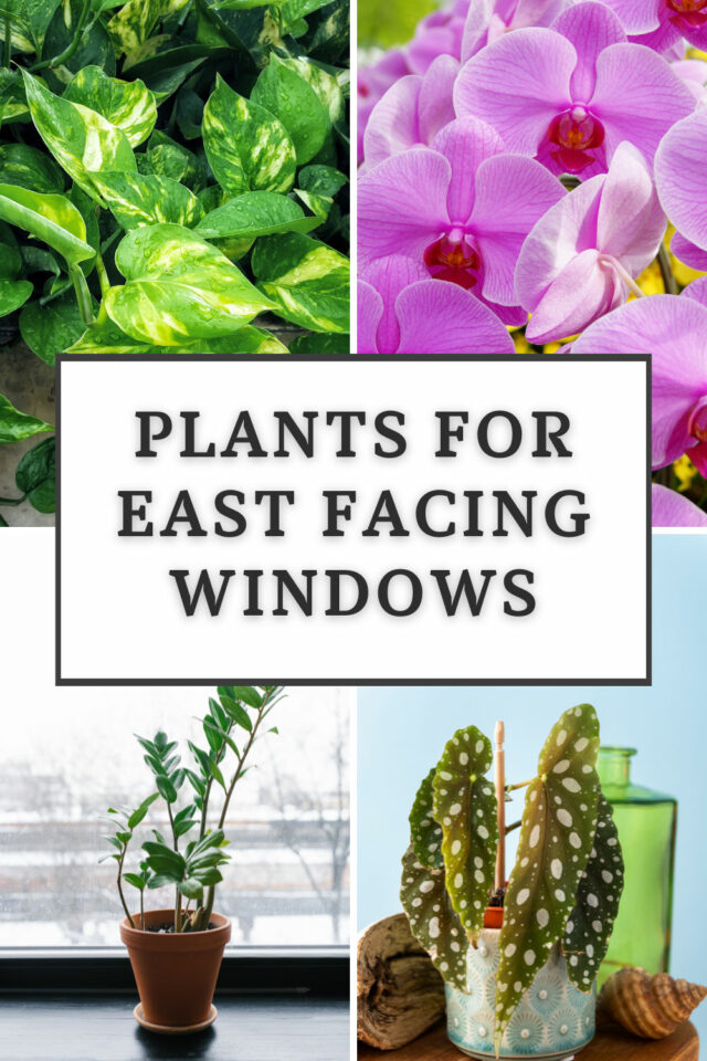 30 Amazing Houseplants for East Facing Windows