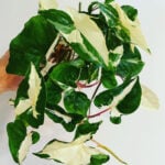 How to Propagate Syngonium Albo: 3 Steps For Success propagate-albo-syngonium-1200x1200