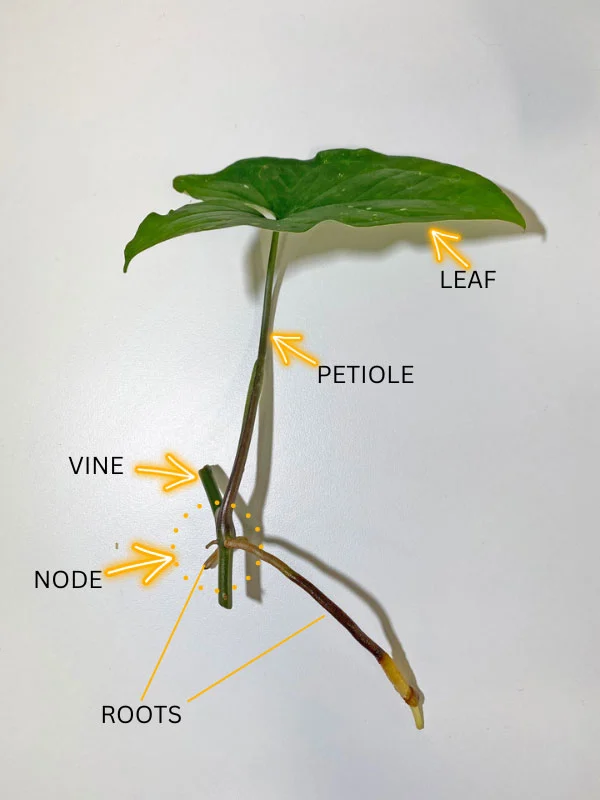 propagate-syngonium-albo