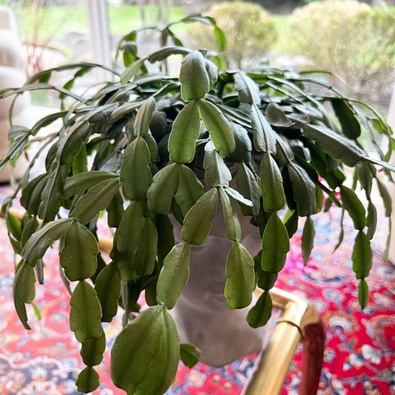 Why is My Christmas Cactus Turning Purple? 6 Reasons