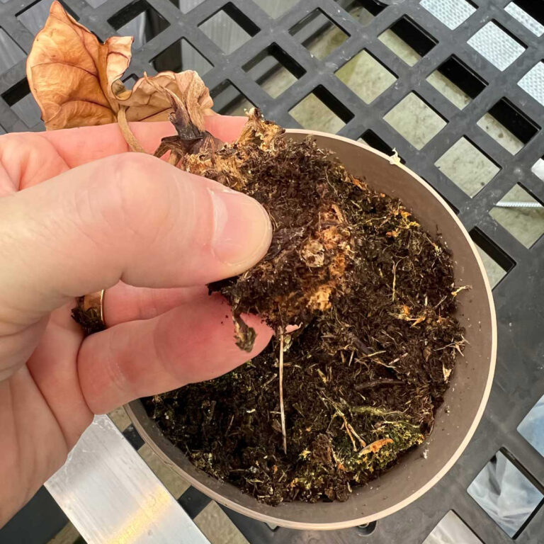 How to Stop Root Rot in Plants: 3 Crucial Measures 