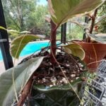 Rubber Plant Aerial Roots: The Definitive Guide rubber-plant-aerial-root-1200x1200