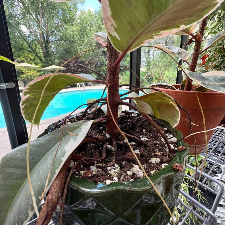 Rubber Plant Aerial Roots: The Definitive Guide