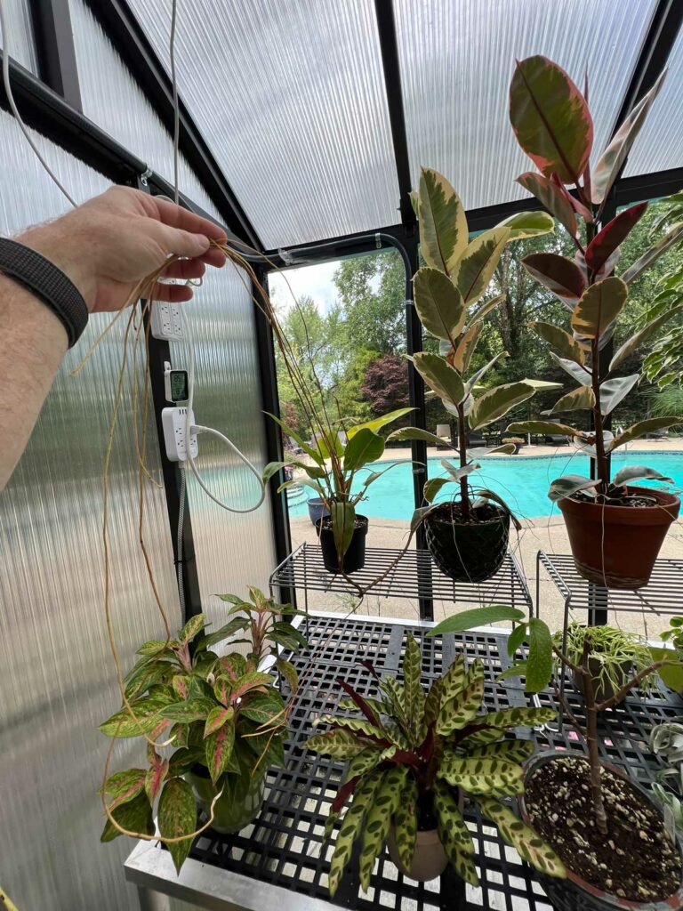 rubber-plant-aerial-roots