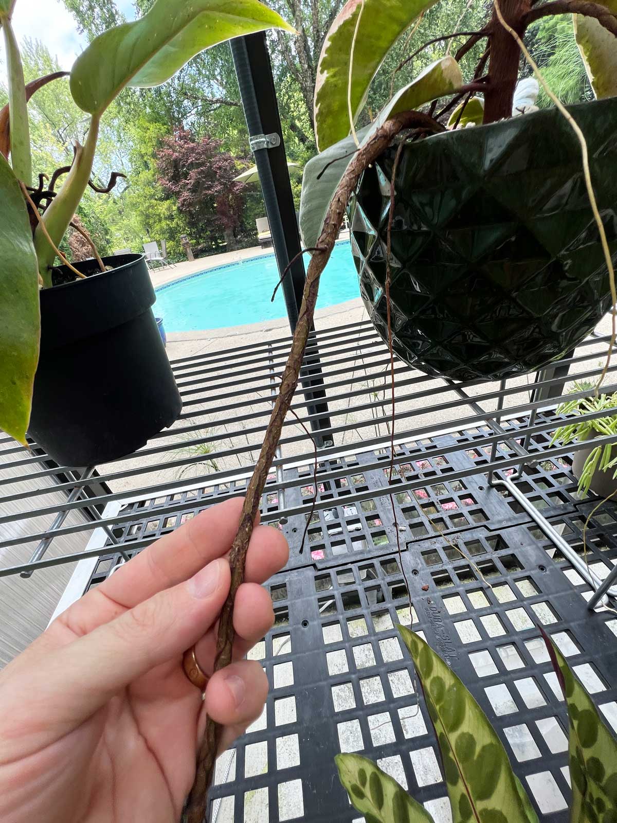 Rubber Plant Aerial Roots: The Definitive Guide