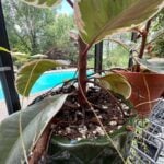 Rubber Plant Aerial Roots: The Definitive Guide rubber-plant-aerial-roots
