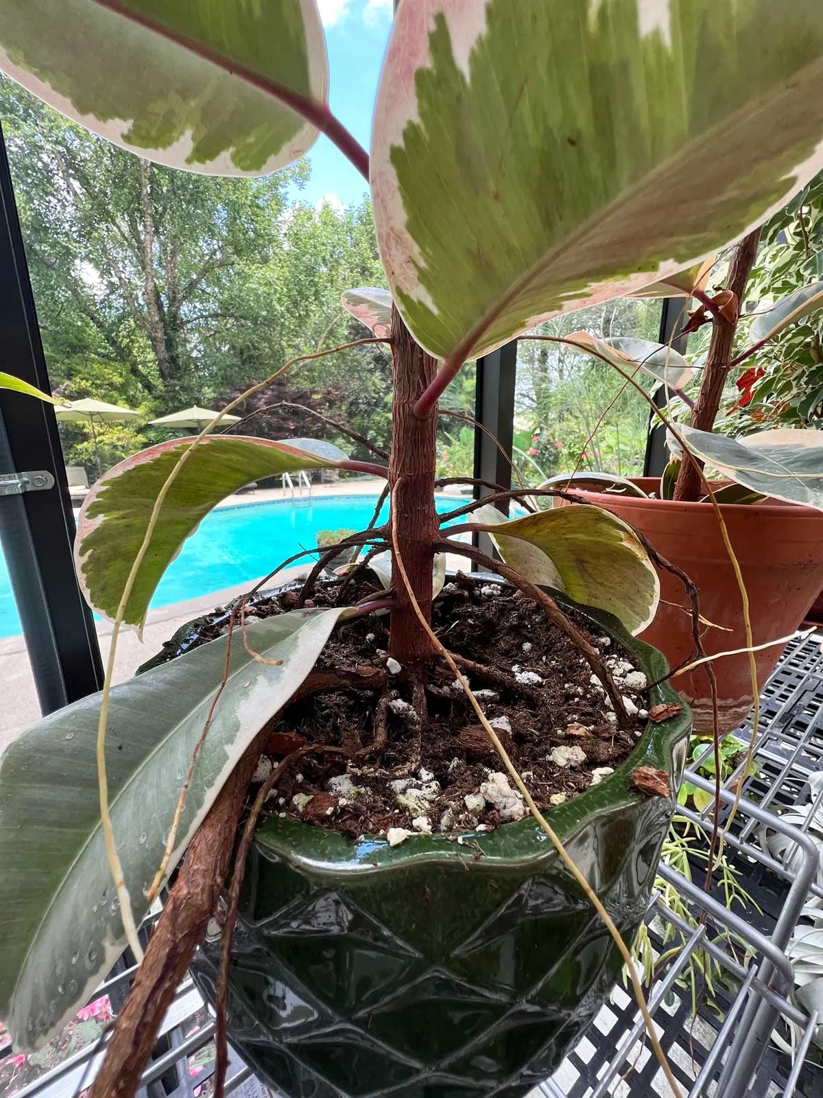 rubber-plant-aerial-roots