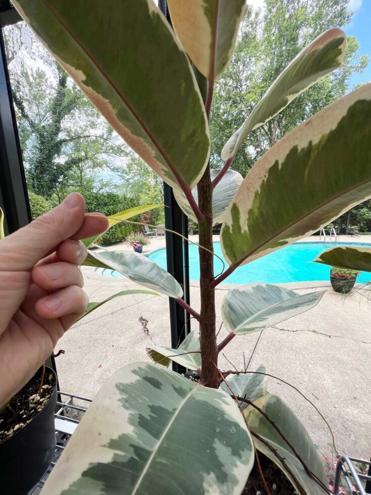 Rubber Plant Aerial Roots: The Definitive Guide