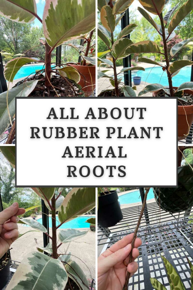 Rubber Plant Aerial Roots The Definitive Guide