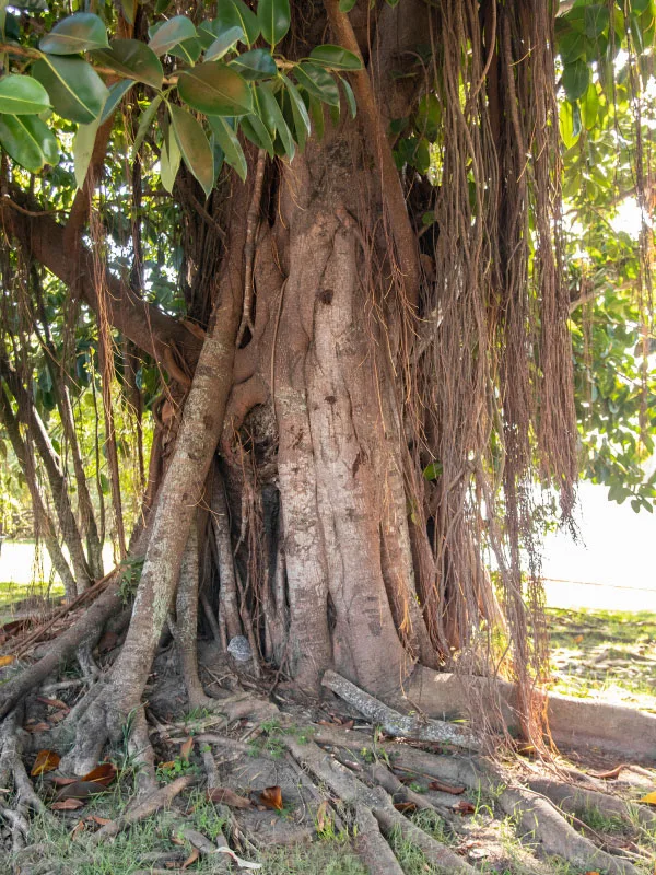 rubber-plant-aerial-roots-in-nature