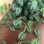 30 Amazing Houseplants for East Facing Windows scindapsus-east-window